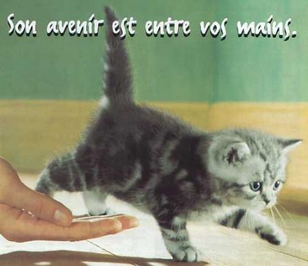 Il était une fois un chat...