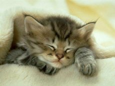 il est tp mignon le chaton!!!